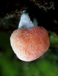 Attēlu rezultāti vaicājumam “Tubifera applanata macro”