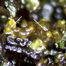 Attēlu rezultāti vaicājumam “Frullania fragilifolia macro”