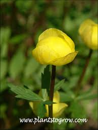 Attēlu rezultāti vaicājumam “Trollius europaeus bud”