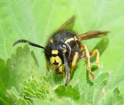 Attēlu rezultāti vaicājumam “Vespula rufa”