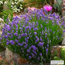 Attēlu rezultāti vaicājumam “Lavandula angustifolia flower”