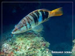 Image result for Serranus scriba