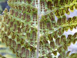 Attēlu rezultāti vaicājumam “Polystichum braunii”