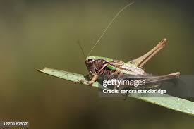 Attēlu rezultāti vaicājumam “Metrioptera brachyptera”