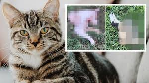 Image result for cat found