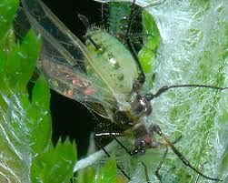 Attēlu rezultāti vaicājumam “Macrosiphoniella millefolii”
