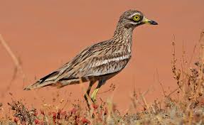 Image result for Burhinus oedicnemus