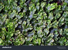 Attēlu rezultāti vaicājumam “Conocephalum”