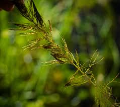 Attēlu rezultāti vaicājumam “Ceratophyllum submersum leaf”