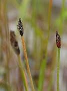 Attēlu rezultāti vaicājumam “Eleocharis uniglumis leaf”