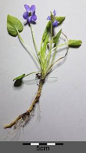 Attēlu rezultāti vaicājumam “Viola collina leaf”