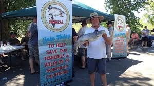 Image result for Ptychocheilus grandis