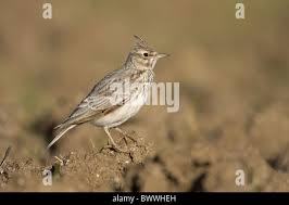 Attēlu rezultāti vaicājumam “Galerida cristata adult”