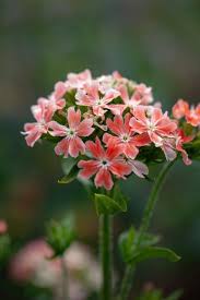 Image result for Lychnis chalcedonica `Dusky Salmon`
