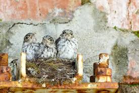Attēlu rezultāti vaicājumam “Muscicapa striata nest”