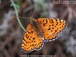 Attēlu rezultāti vaicājumam “Melitaea didyma male”