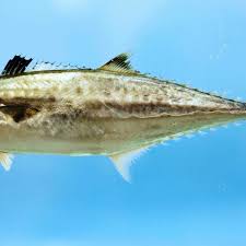 Image result for Scomberomorus cavalla