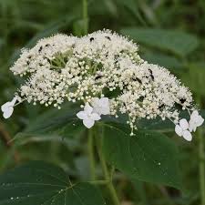 Attēlu rezultāti vaicājumam “Hydrangea arborescens flower”
