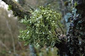 Attēlu rezultāti vaicājumam “Ramalina calicaris”