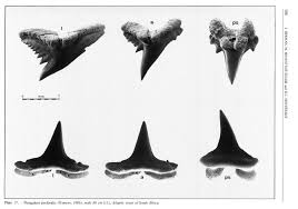 Image result for Paragaleus pectoralis