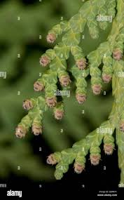 Attēlu rezultāti vaicājumam “Thuja occidentalis flower”