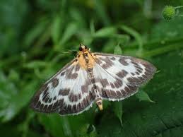 Attēlu rezultāti vaicājumam “Anania lancealis”