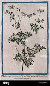 Attēlu rezultāti vaicājumam “Oenanthe aquatica fruit”