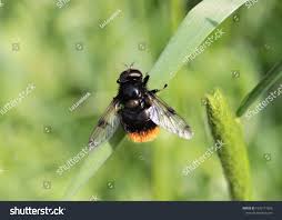 Attēlu rezultāti vaicājumam “Volucella bombylans”