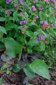 Attēlu rezultāti vaicājumam “Pulmonaria obscura leaf”