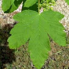 Attēlu rezultāti vaicājumam “Acer pseudoplatanus”