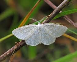 Attēlu rezultāti vaicājumam “Cabera exanthemata male”