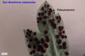 Attēlu rezultāti vaicājumam “Tranzschelia anemones”