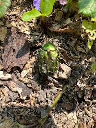 Attēlu rezultāti vaicājumam “Cetonia aurata imago”