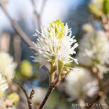 Attēlu rezultāti vaicājumam “Fothergilla major”