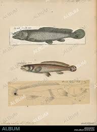 Image result for Amia calva