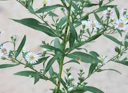 Attēlu rezultāti vaicājumam “Symphyotrichum x salignum leaf”