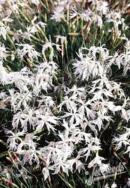 Attēlu rezultāti vaicājumam “Dianthus arenarius bud”