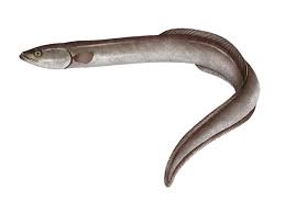 Image result for Anguilla rostrata