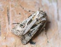 Attēlu rezultāti vaicājumam “Agrotis vestigialis”