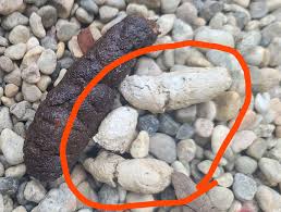 Image result for cestoda excrement dog