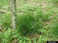 Attēlu rezultāti vaicājumam “Luzula luzuloides fruit”