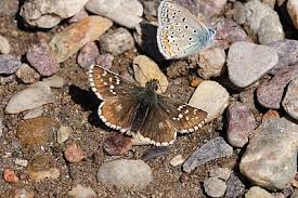 Attēlu rezultāti vaicājumam “Pyrgus serratulae”