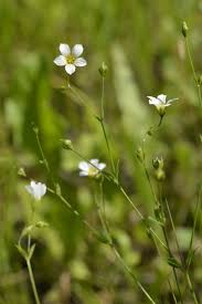 Attēlu rezultāti vaicājumam “Linum catharticum flower”
