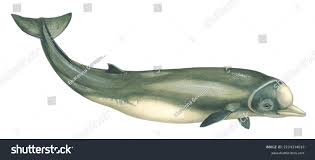 Image result for Hyperoodon ampullatus