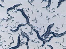 Attēlu rezultāti vaicājumam “Comatricha elegans var. microspora spores”