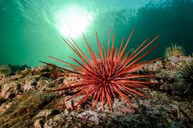 Image result for Mesocentrotus franciscanus