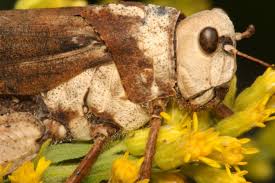 Attēlu rezultāti vaicājumam “Entomophaga grylli”