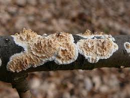 Attēlu rezultāti vaicājumam “Basidioradulum radula”