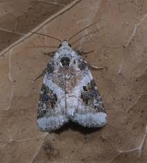 Attēlu rezultāti vaicājumam “Pseudeustrotia candidula”