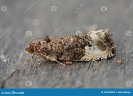 Attēlu rezultāti vaicājumam “Hedya nubiferana”